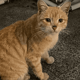 قبولی مدیکال محدثه خانمحمدی