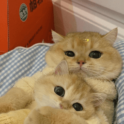 دانش آموز قبولی مدیکال فرشته بلوری