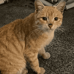 دانش آموز قبولی مدیکال محدثه خانمحمدی