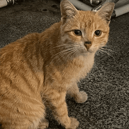 دانش آموز قبولی مدیکال محدثه خانمحمدی
