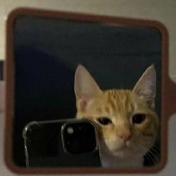 دانش آموز قبولی مدیکال مائده سعیدی نیکو